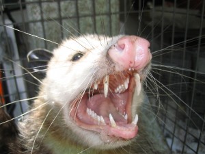opossum021