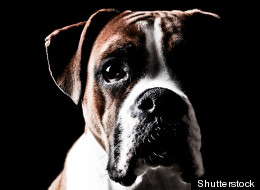 s-JAMES-CAMPBELL-DOG-RUNS-OVER-large