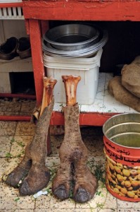 30_camel-001_332_500_90