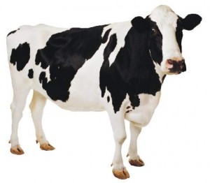 7foods-cow-growth-hormone