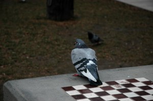 The_Pigeon_and_the_Chess_Game_by_Kebbige